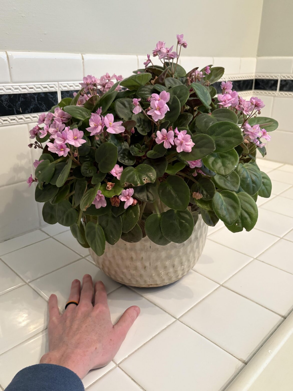 My mom’s plant