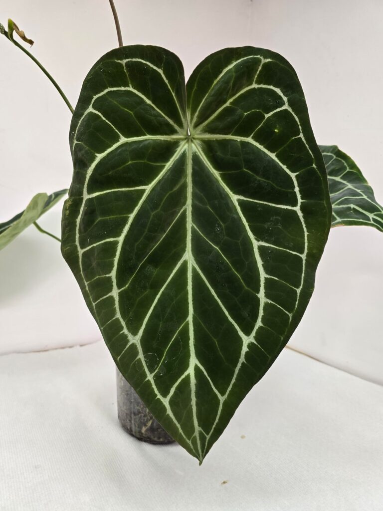 Perfect new leaf 😍 Perfect new leaf 😍