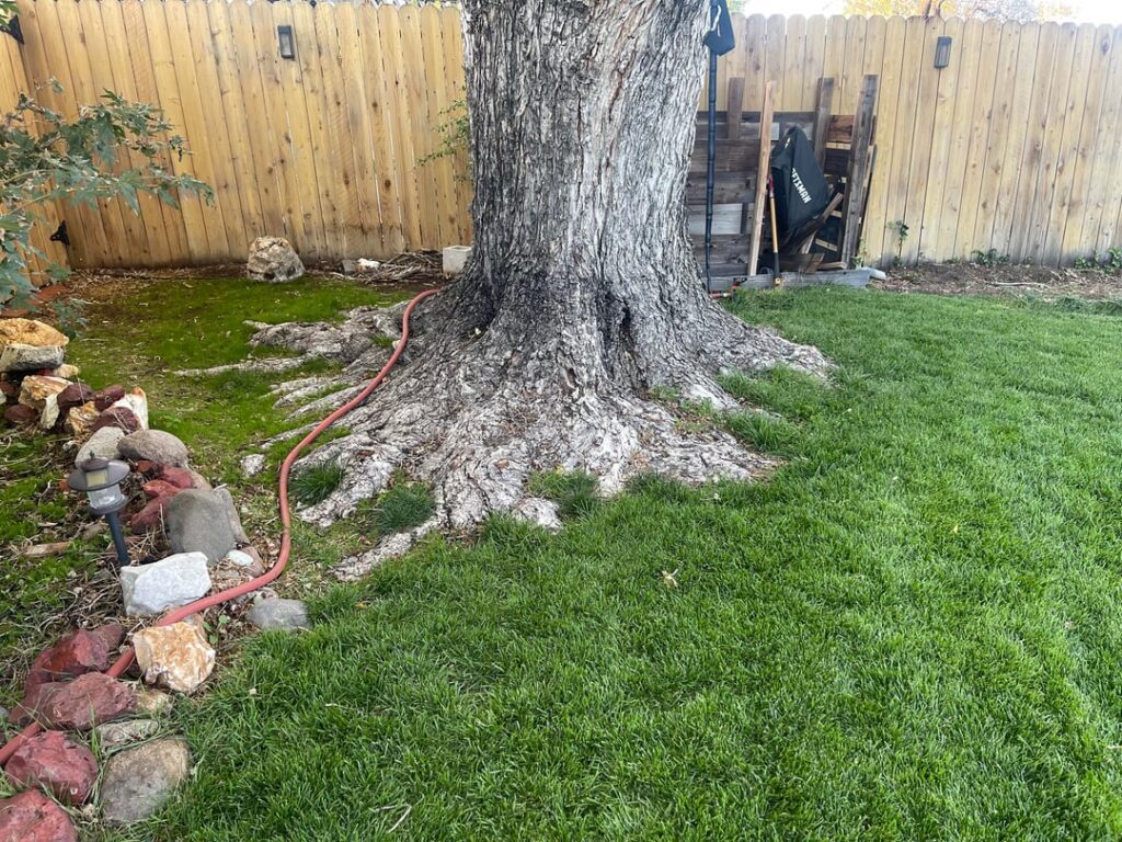 Silver Maple Root Flair