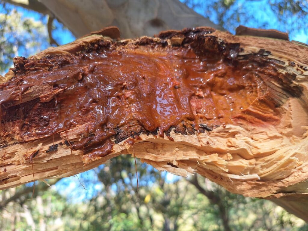 tree cancer.?. its not sap