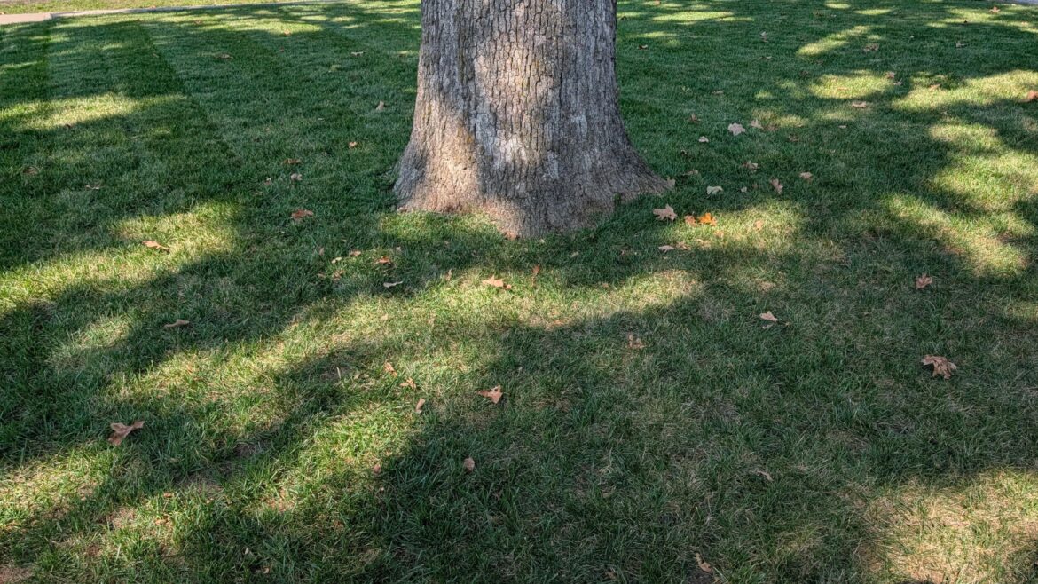 Don’t let anyone tell you grass won’t grow under oak trees. Don't let anyone tell you grass won't grow under oak trees.