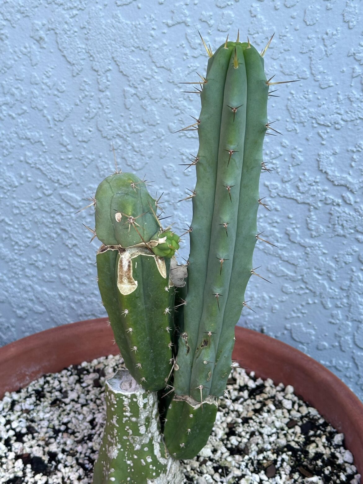 Butt grafts are weird.