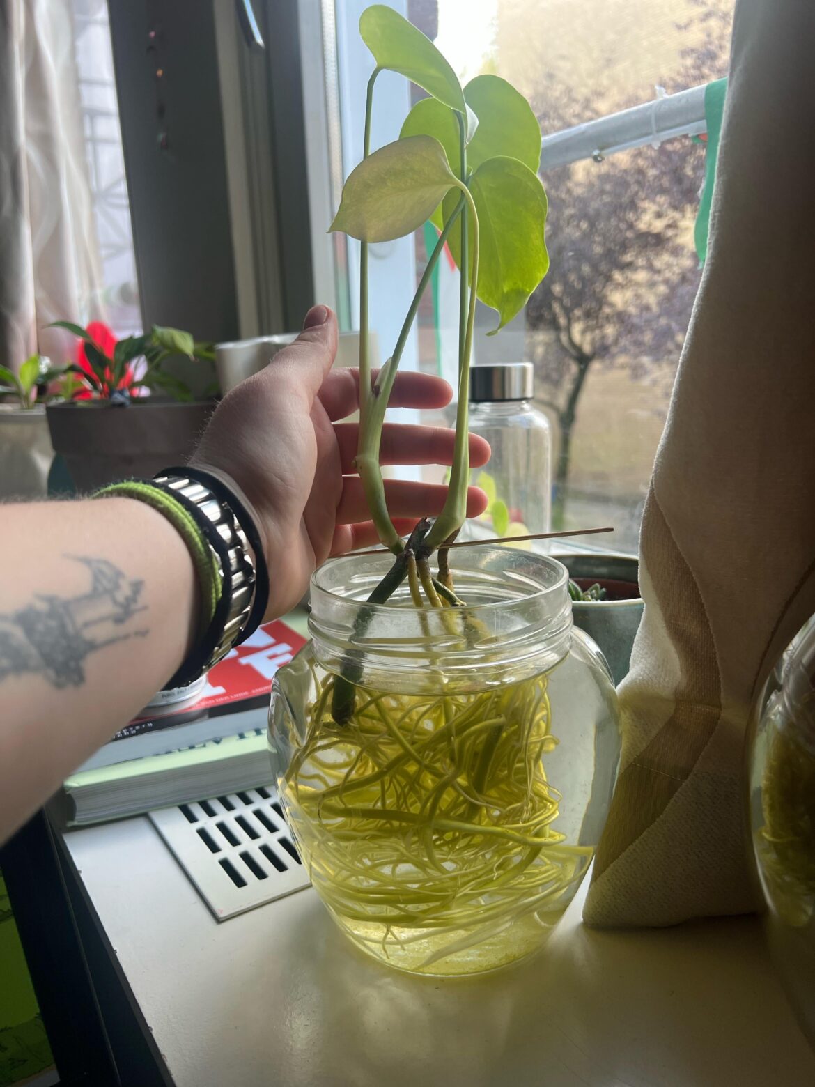 How do I pot this propagation gone wild? How do I pot this propagation gone wild?