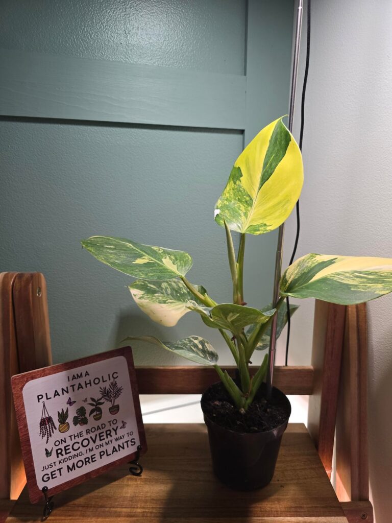 Philodendron Tri Color Wizard 🤩