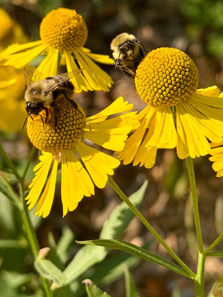 Hanging out with my friends while they enjoy their Sneezeweed breakfast. (5B)