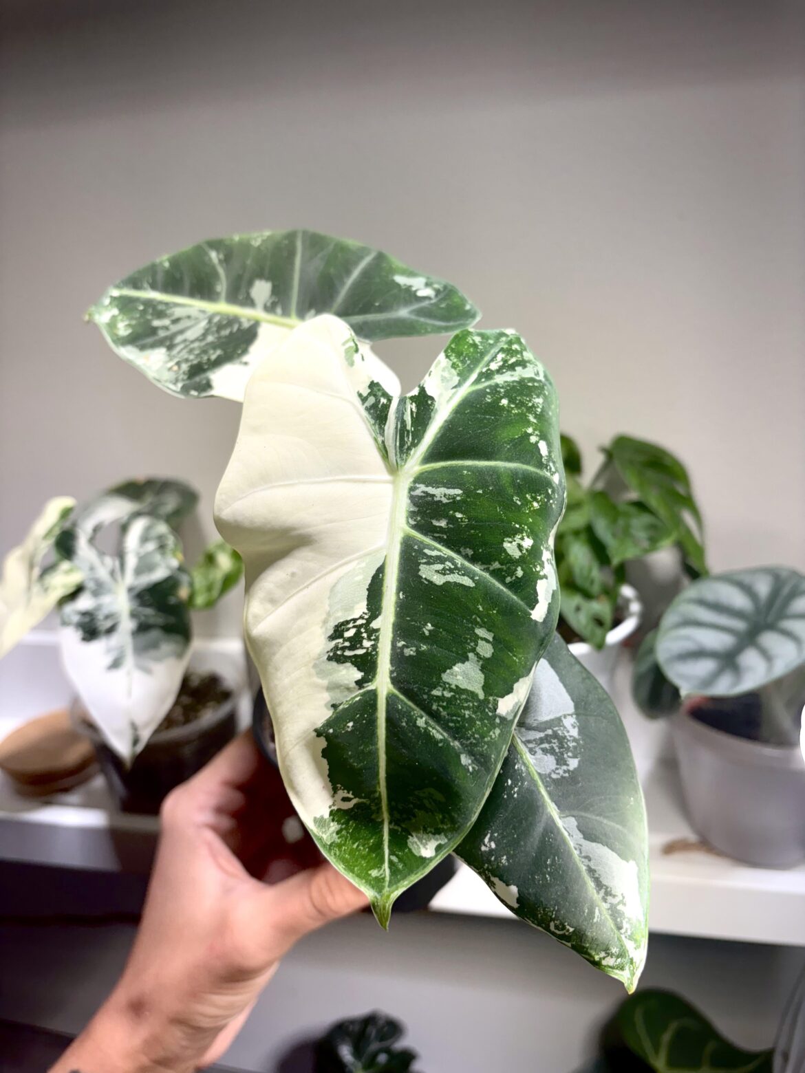 The obsession is real