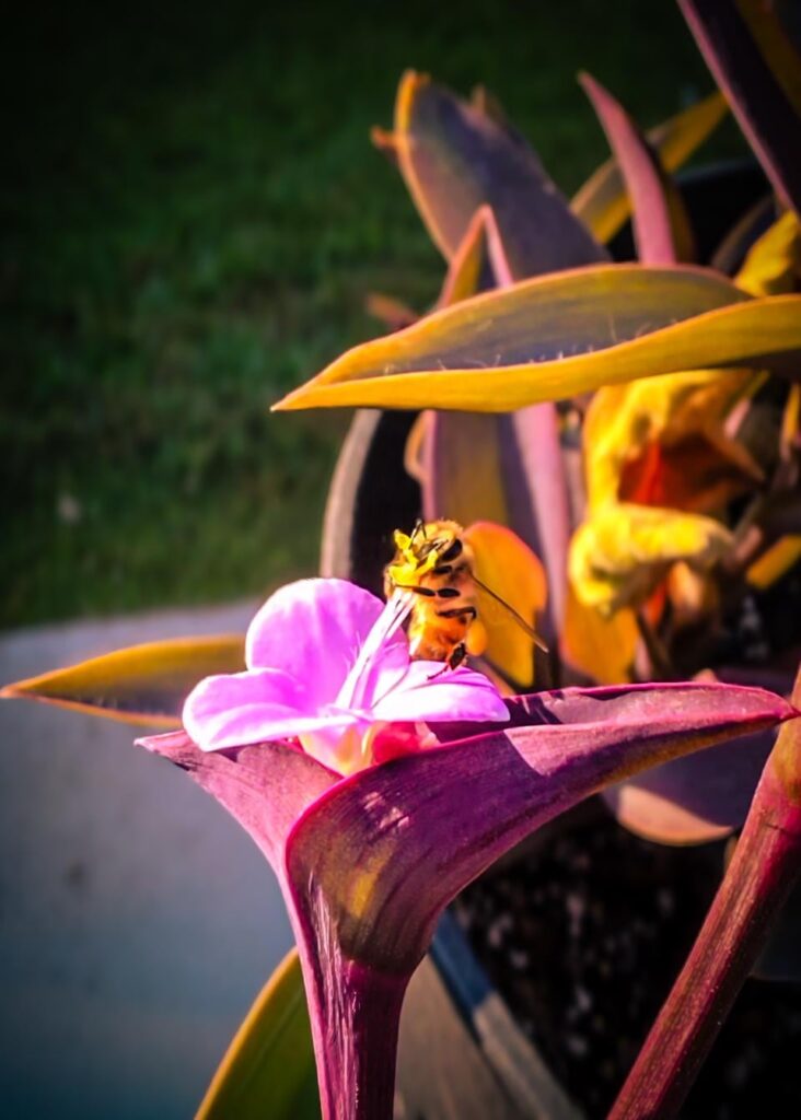 Bee Hugging Tradescantia Flower