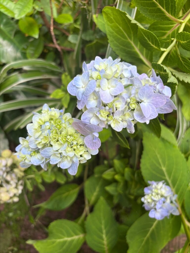 Hydrangea in my garden today 😍