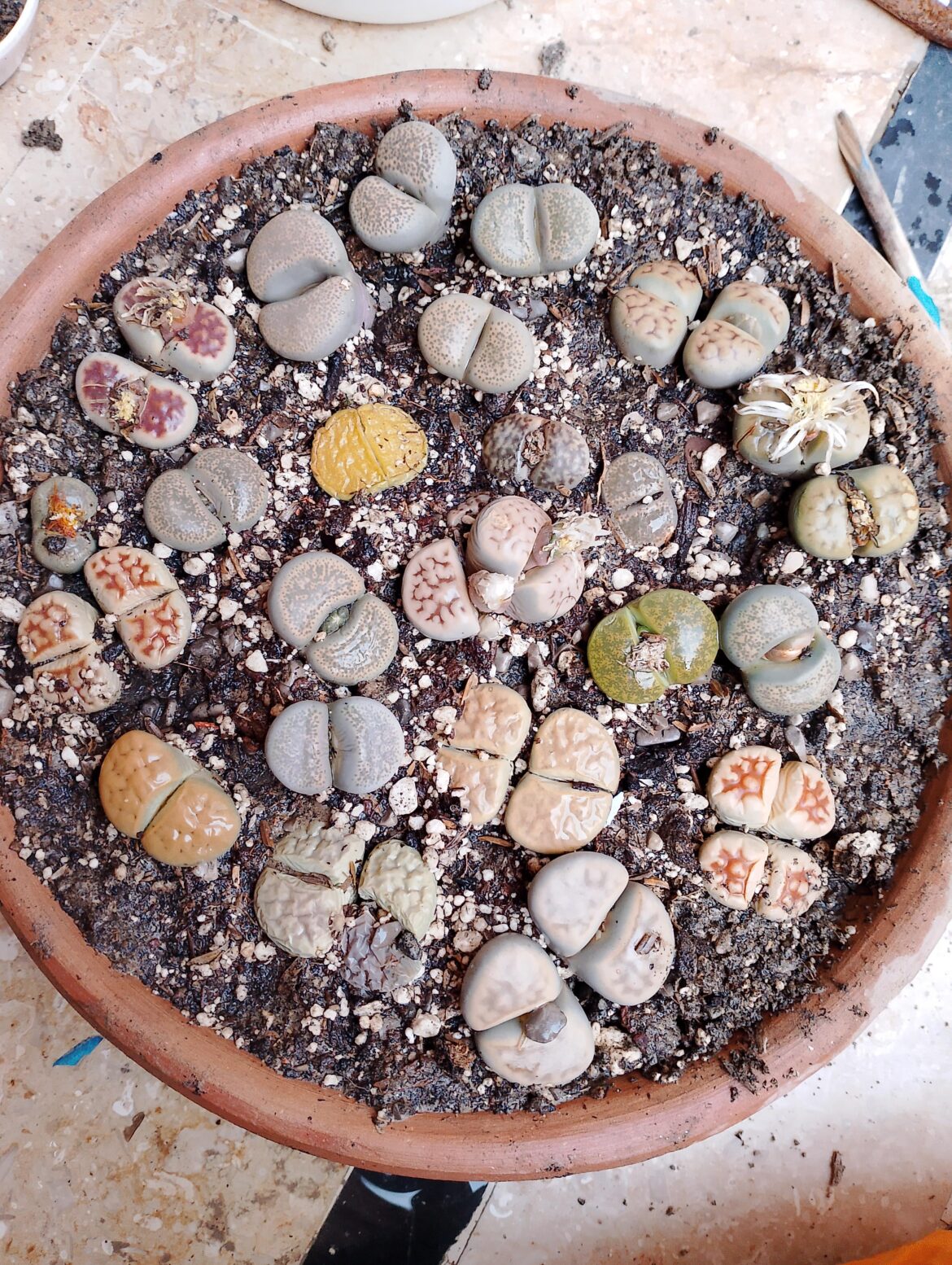 My Lithops Colony