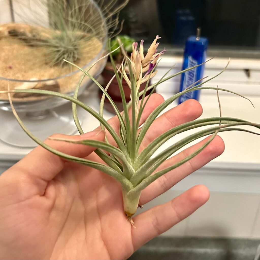 Stricta looking okay?