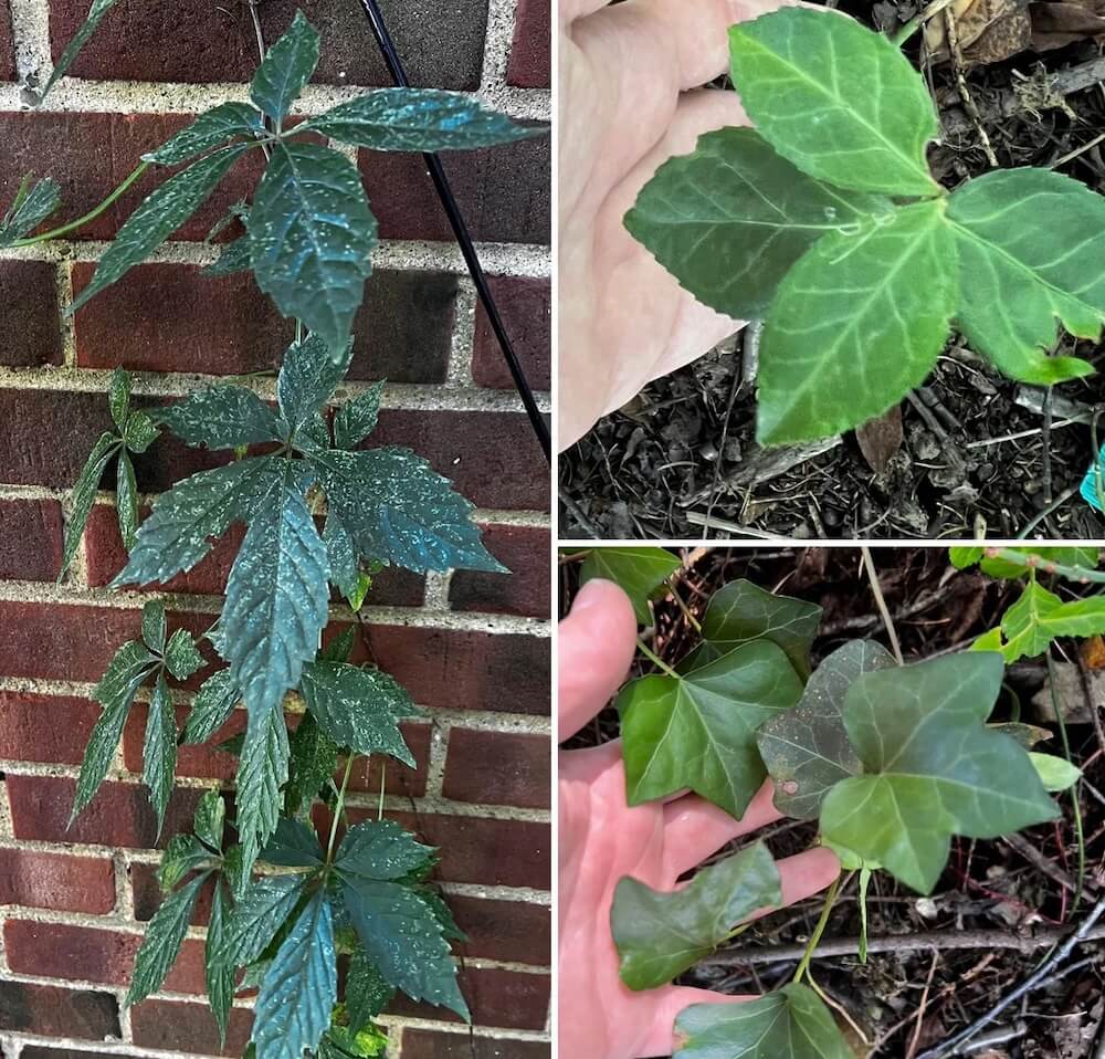 Invasive plants can cause a lot of damage very quickly, so they should be swiftly removed once spotted.