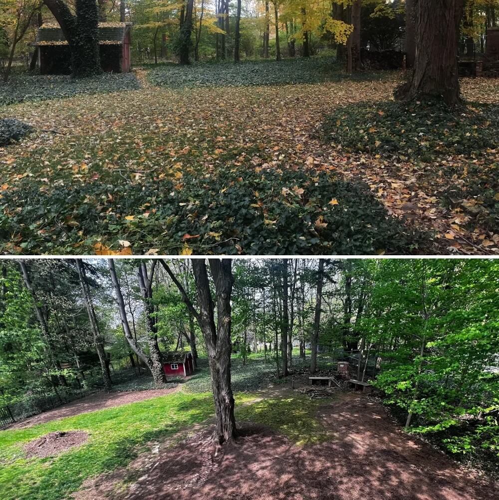 Invasive plants can cause a lot of damage very quickly, so they should be swiftly removed once spotted.