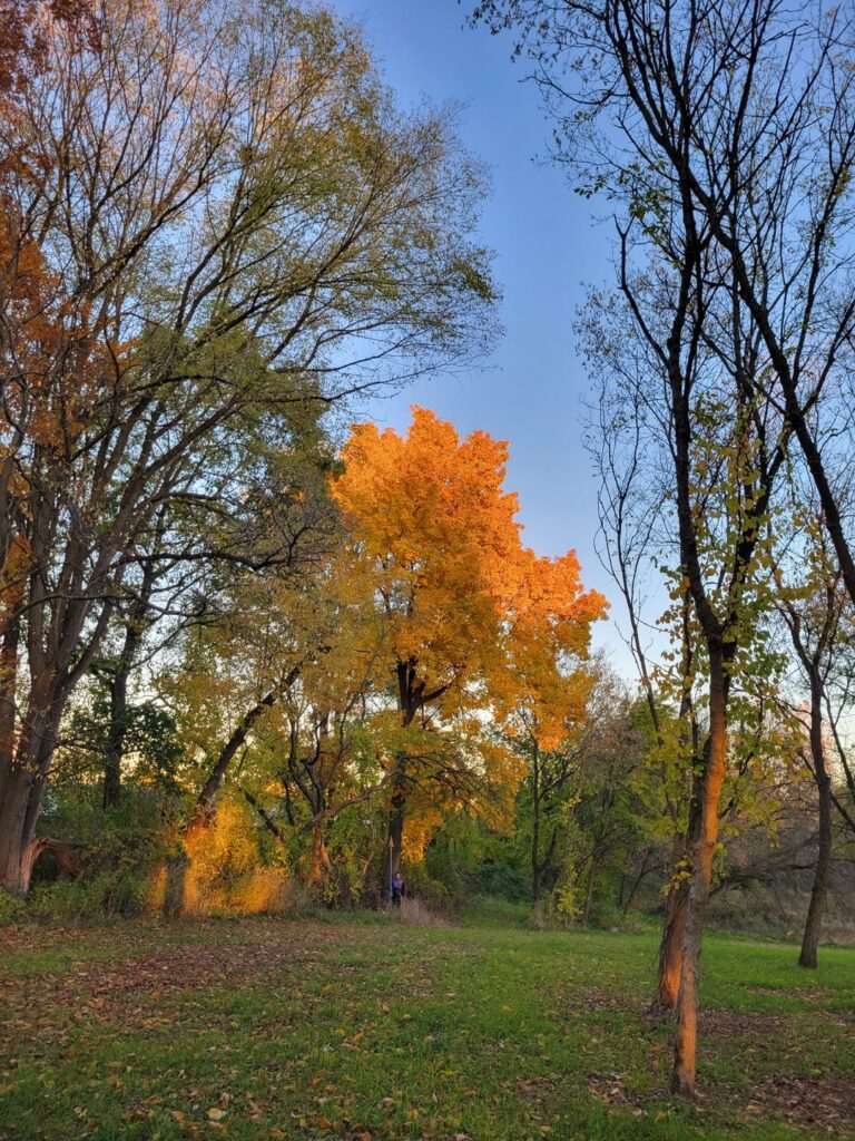 Big Bitternut Hickory at Full Fall Color
