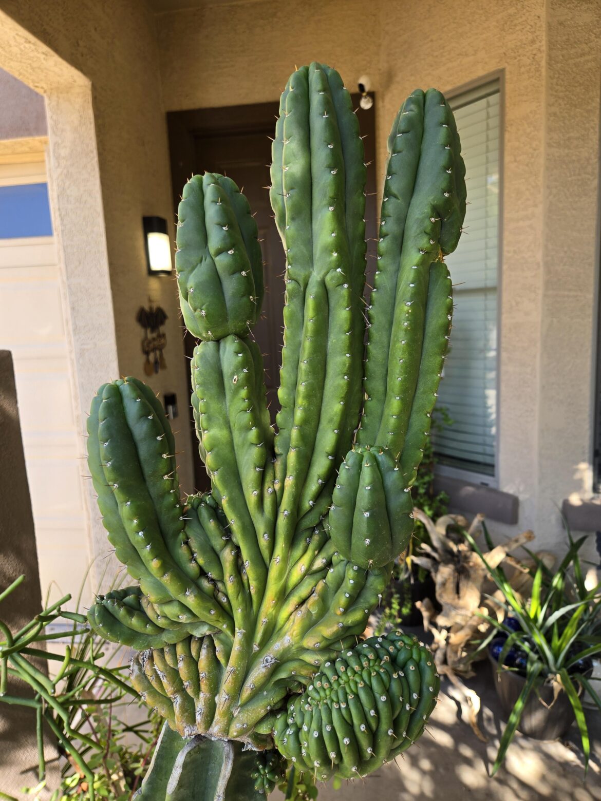 Happy Halloween! This TPMC is starting to looking like a zombie hand! I guess it wanted to get in the Halloween spirit! 🎃🧟‍♂️