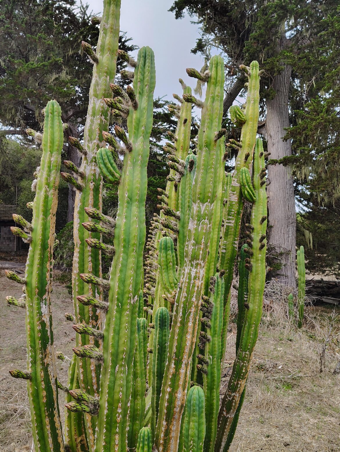 The forest is about to flower