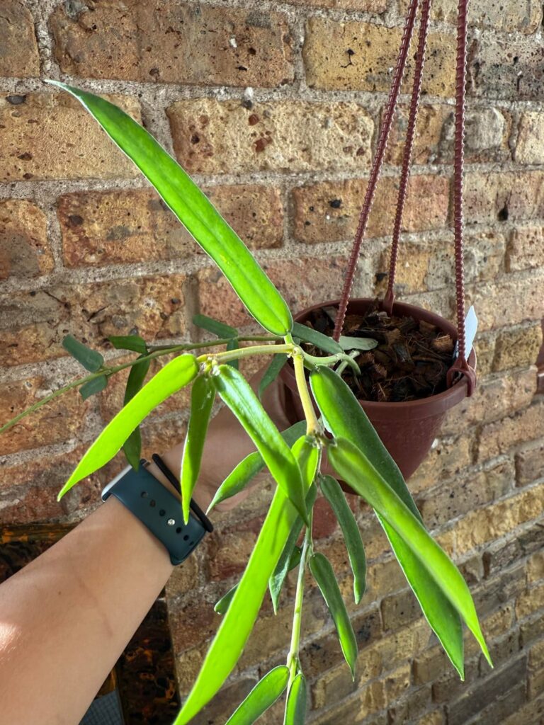 This cool triple leaf mutation on my pandurata