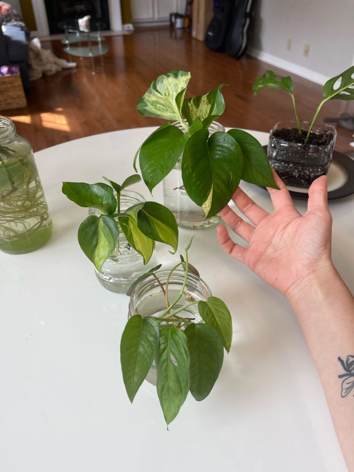 Help me identify my cuttings?