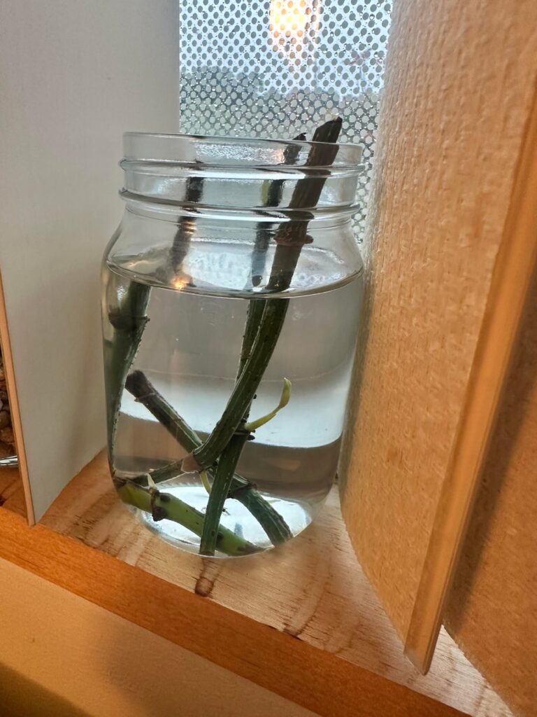 Roots or new vines?