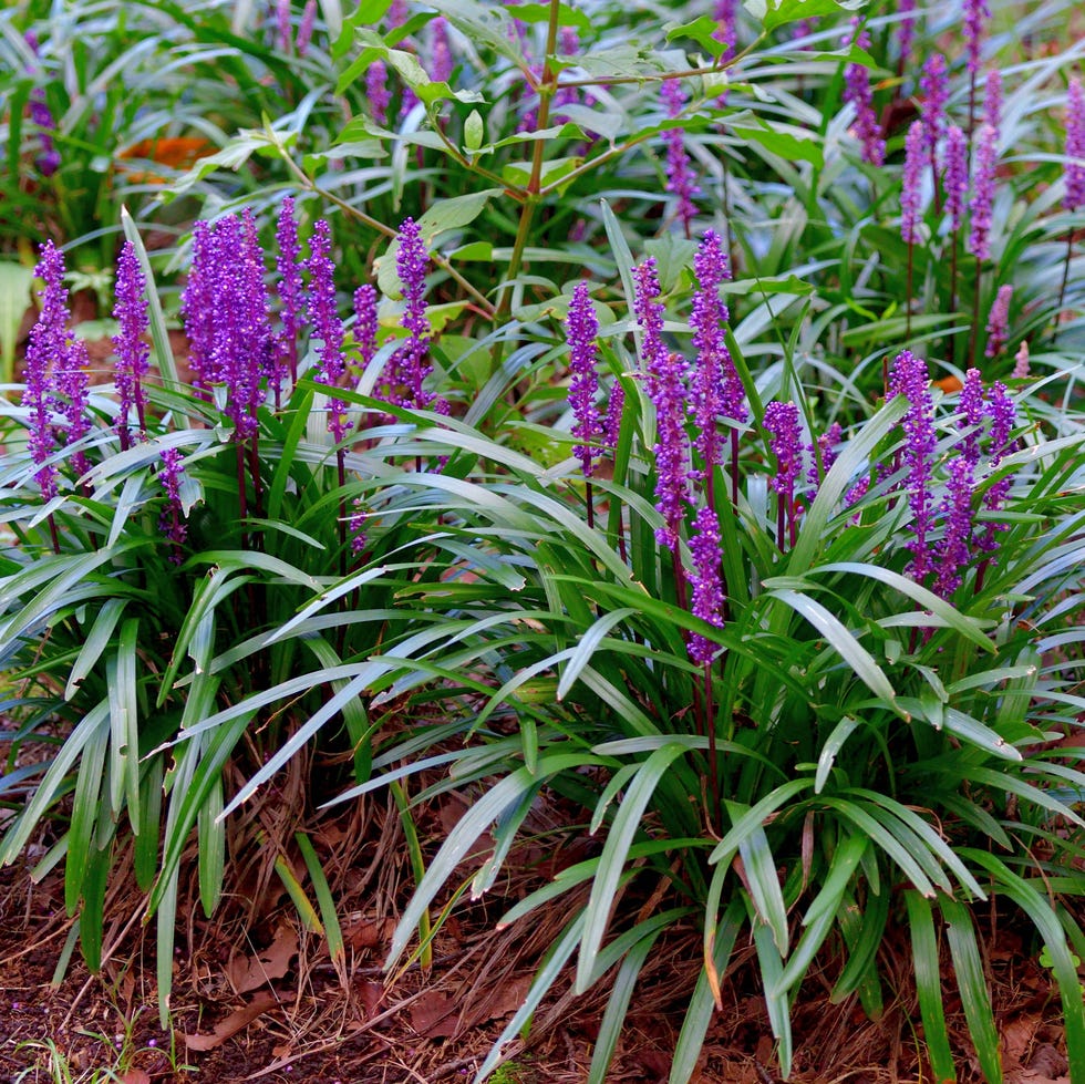 liriope muscari, commonly called lily turf