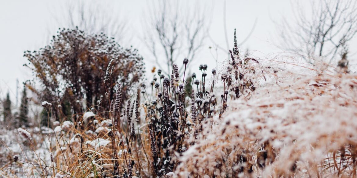 4 Ornamental Grasses For A Stunning Winter Garden