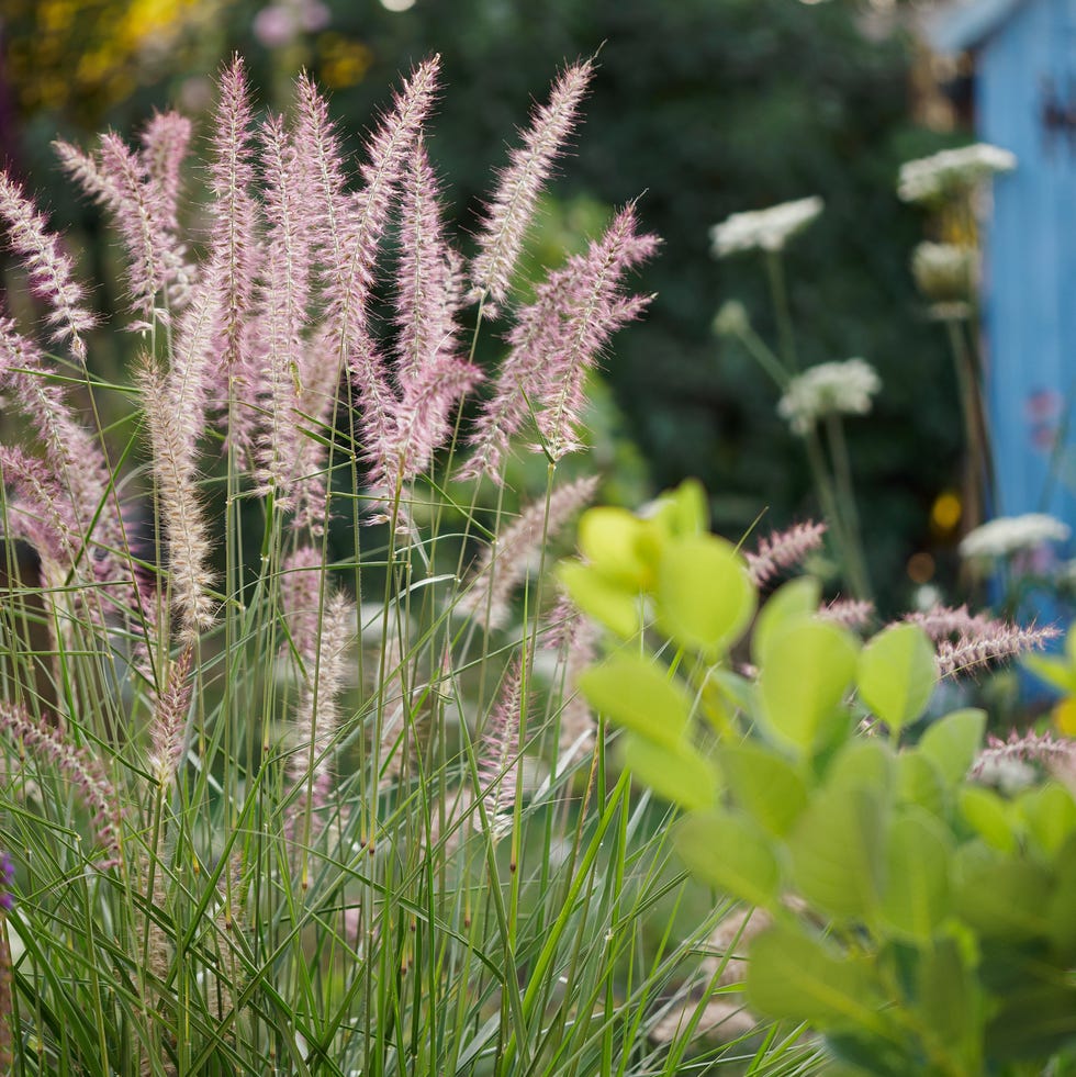 ornamental grass