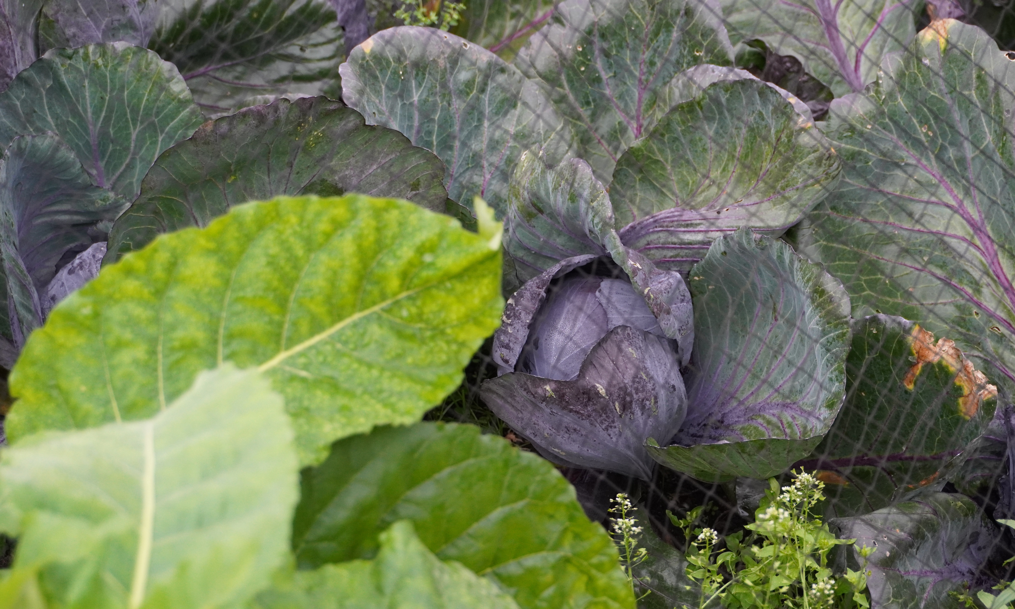 Cabbages growing at Gravetye Manor