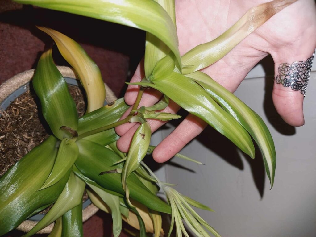 Hello guys could someone please help me identify this little guy so I can give the correct care he doesn't seem very happy atm..thanks🙏😪