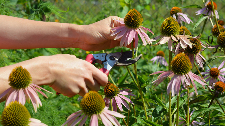 Gardener deadheads coneflowers with pink petals.