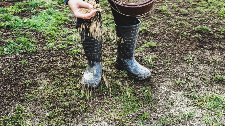 man sowing bare patches on the lawn