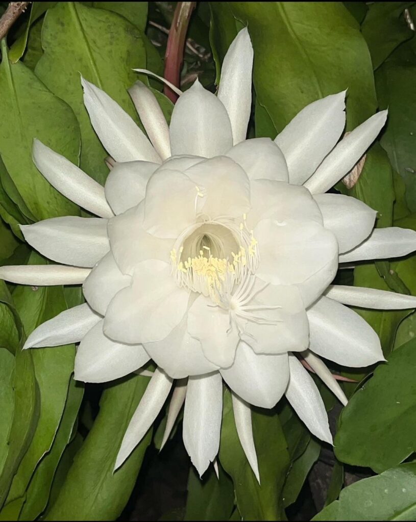 Here she is… My beautiful Queen of the Night!! If you thought the Plumeria smelt good….this flower is on another level.