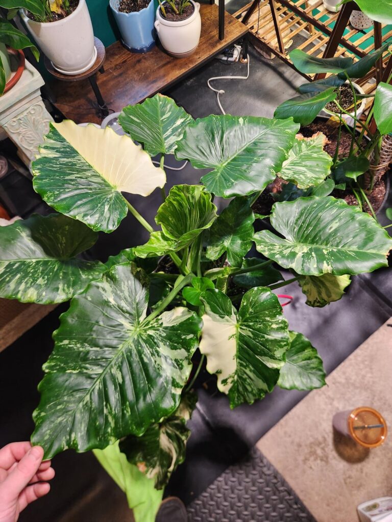 Just showing off my favorite plant and it's pretty babies