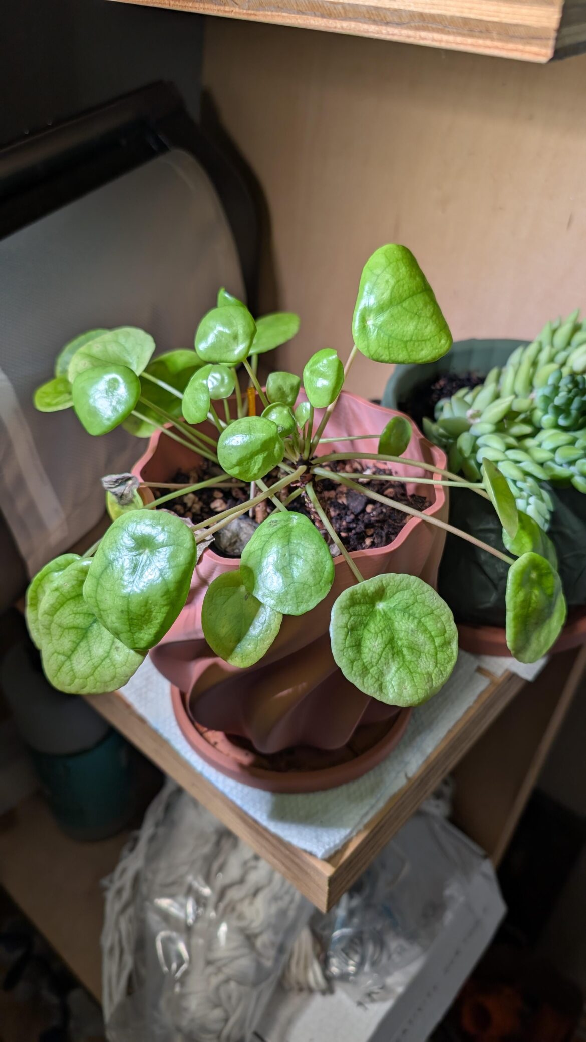Not sure why my leaves are loosing their color