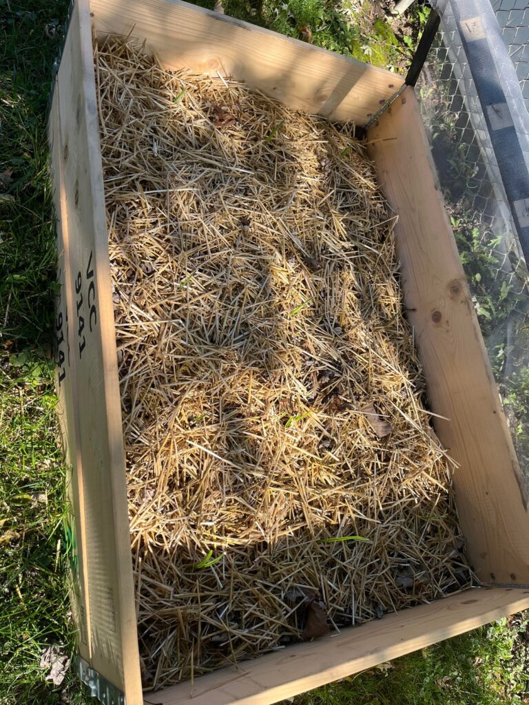 6a Garlic already sprouting, am I cooked? 6a Garlic already sprouting, am I cooked?