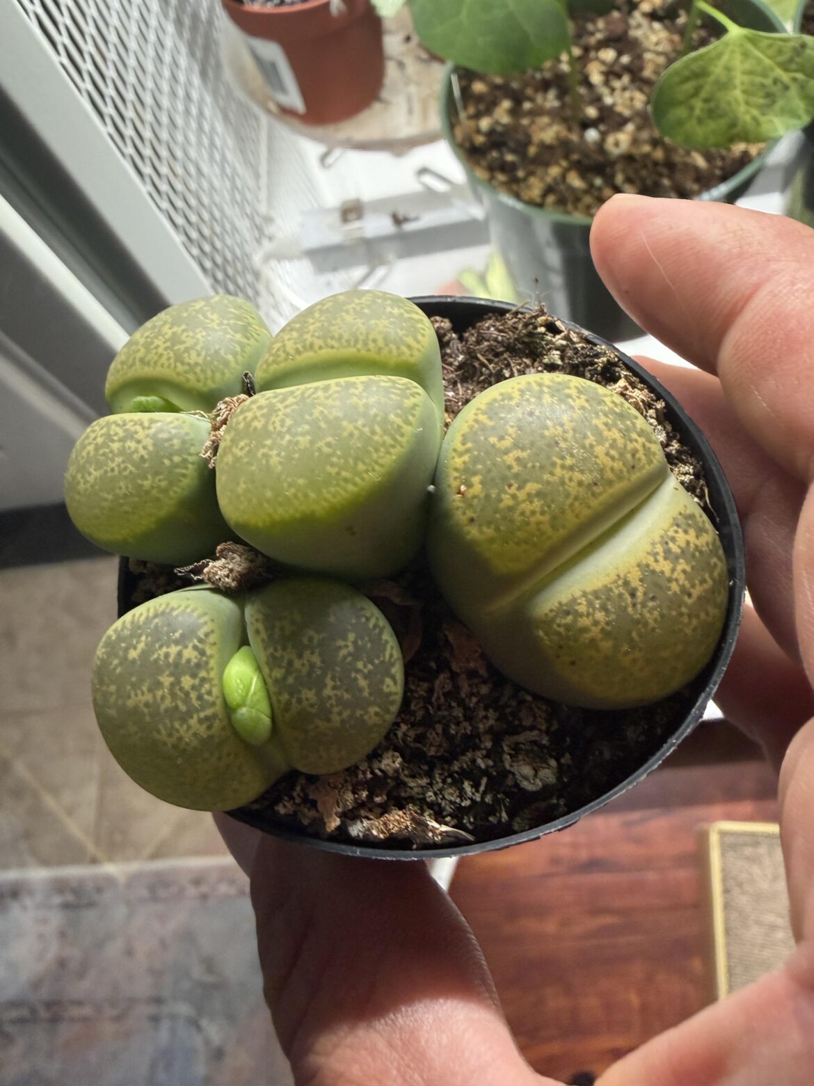 Bought this, is it too late to repot, should I wait?