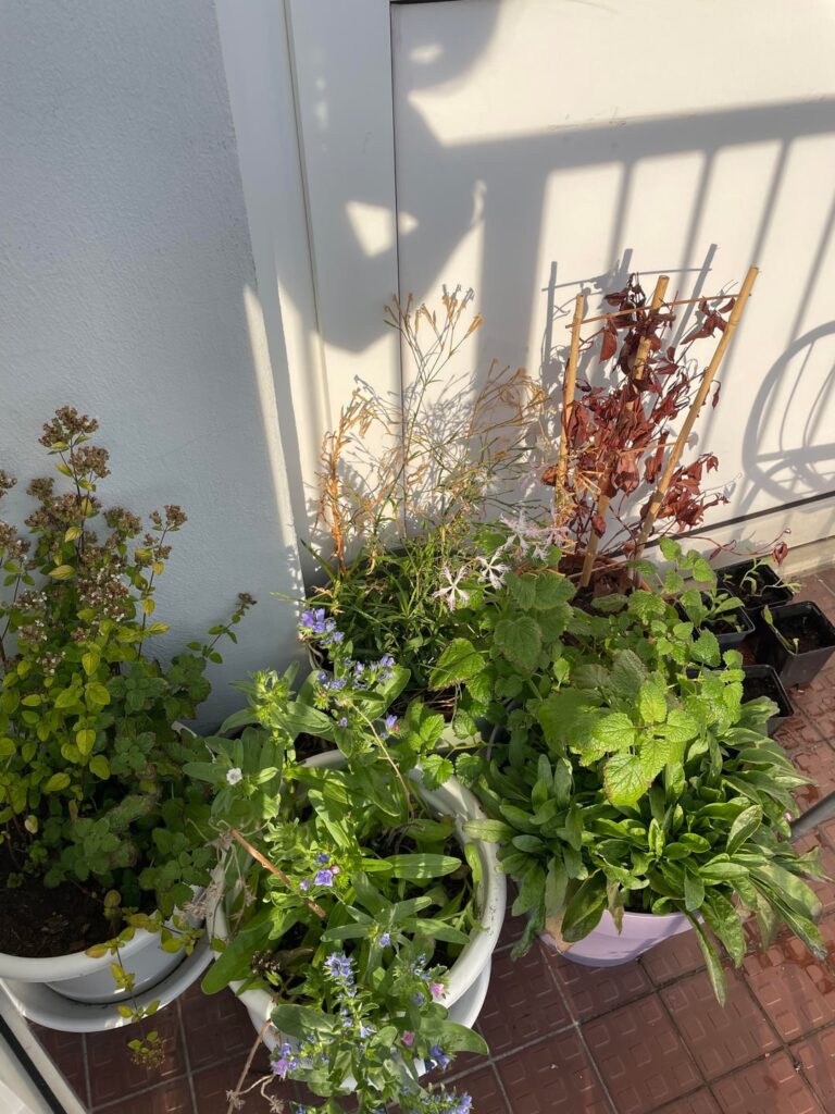 First year of native plant gardening on a balcony First year of native plant gardening on a balcony
