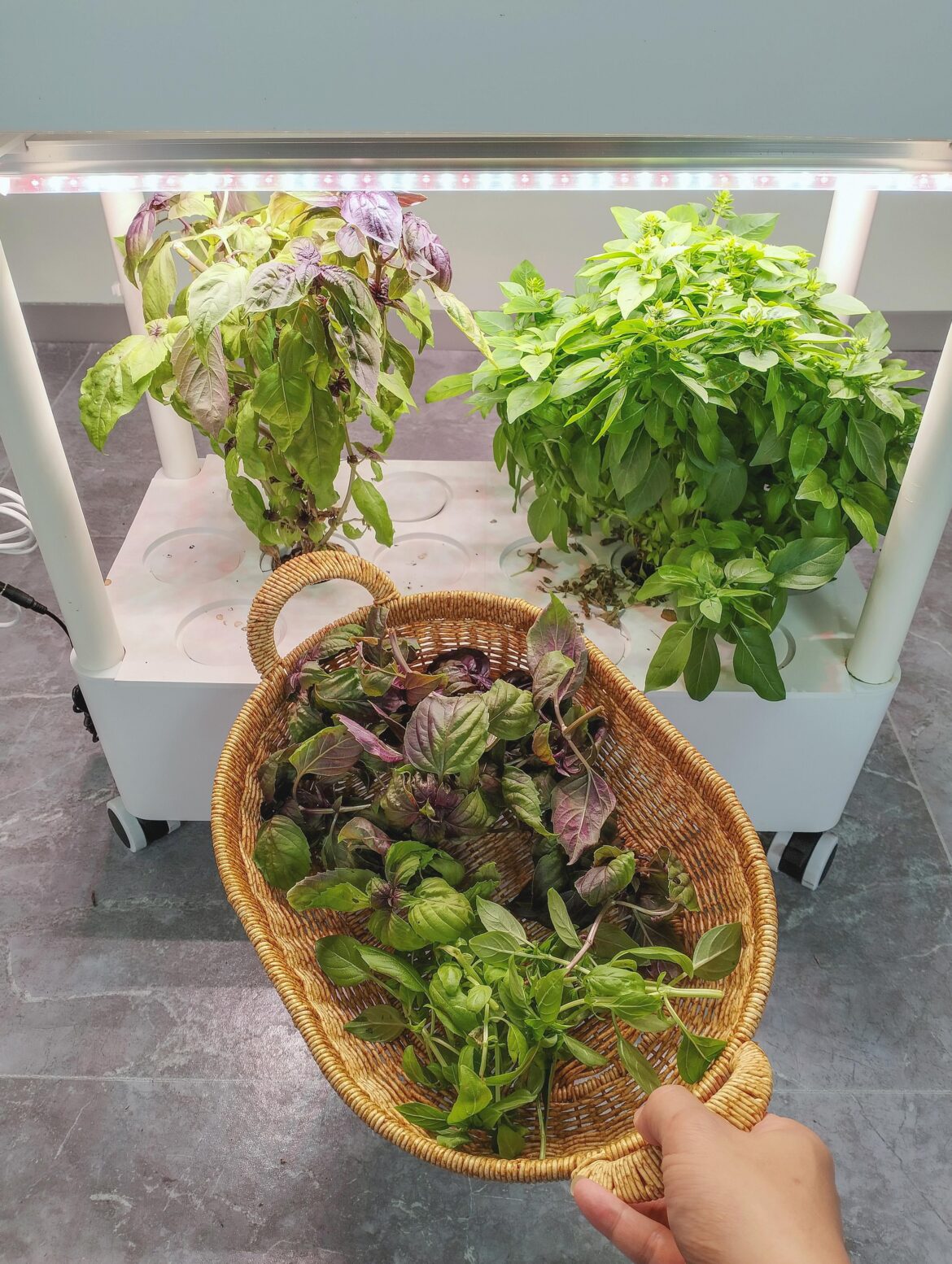 Harvesting my bushing Basils Again! Harvesting my bushing Basils Again!