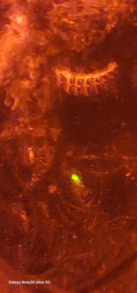 Lightning bug larvae!