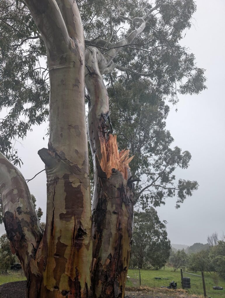 Best course of action for Eucalyptus