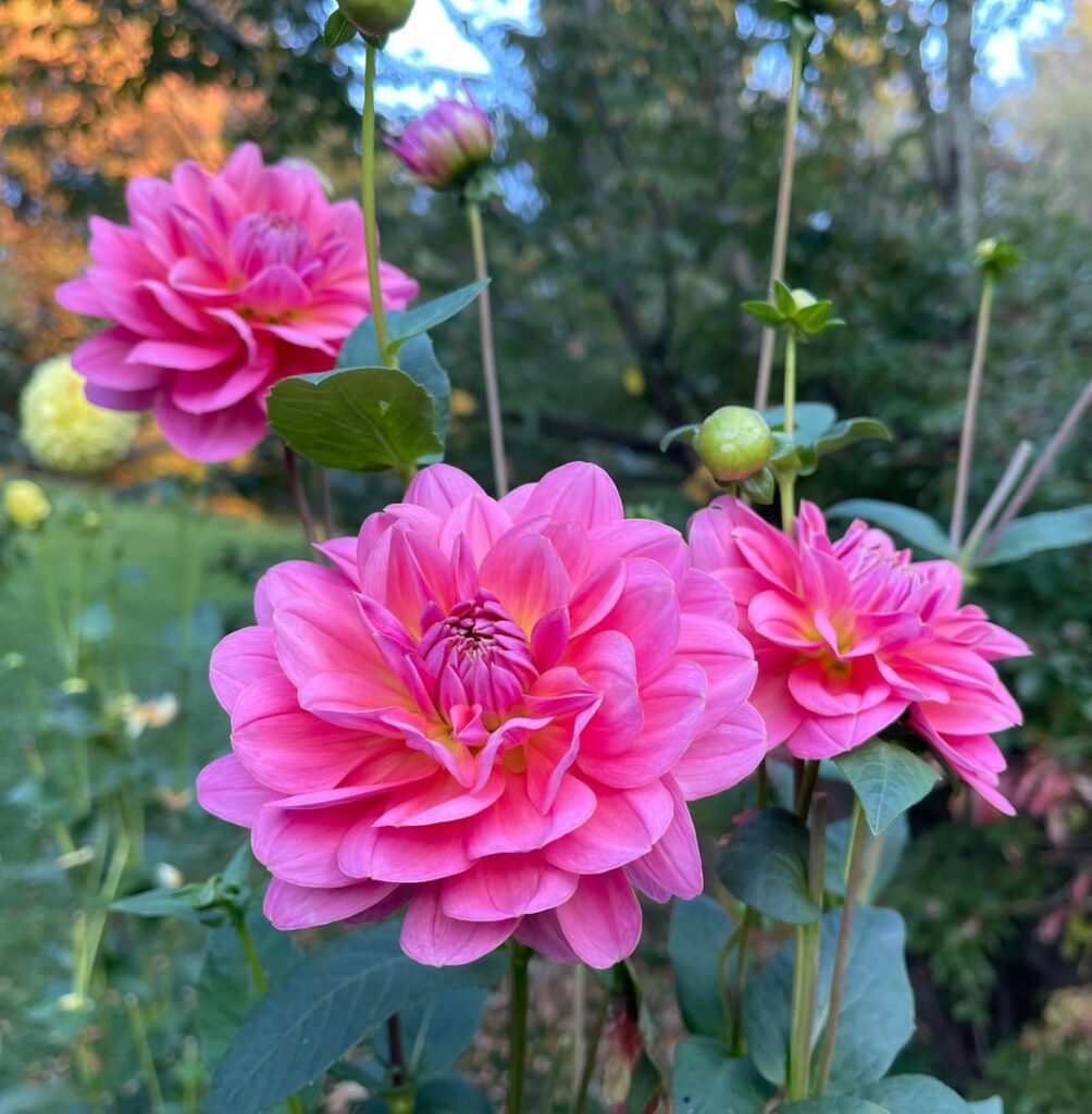 Time to sell extra tubers!  (Please read ALL below). ☺️ Time to sell extra tubers!  (Please read ALL below). ☺️