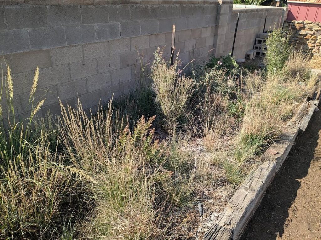 Albuquerque, NM-Zone 7b-Bermuda grass lawn kill