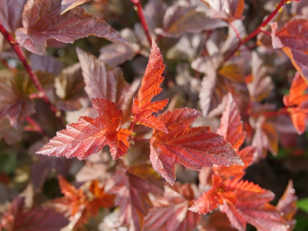 Top 10 Red Foliage Plants That Turn Up the Heat Top 10 Red Foliage Plants That Turn Up the Heat