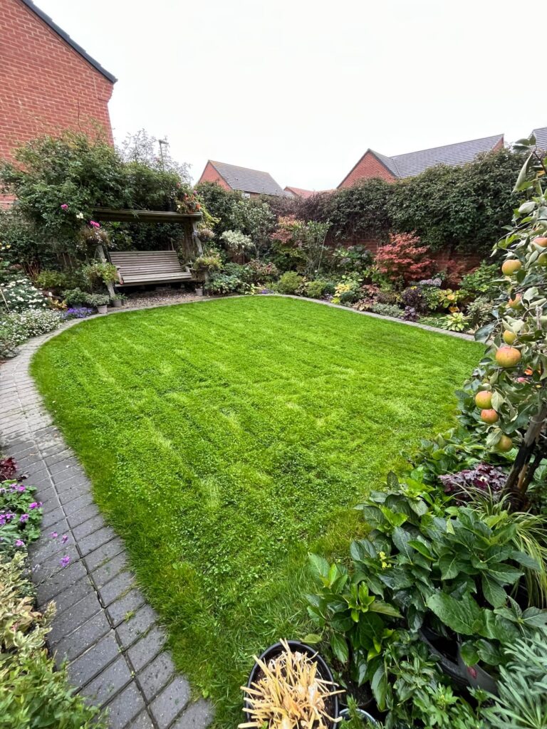 Clover Lawn Clover Lawn