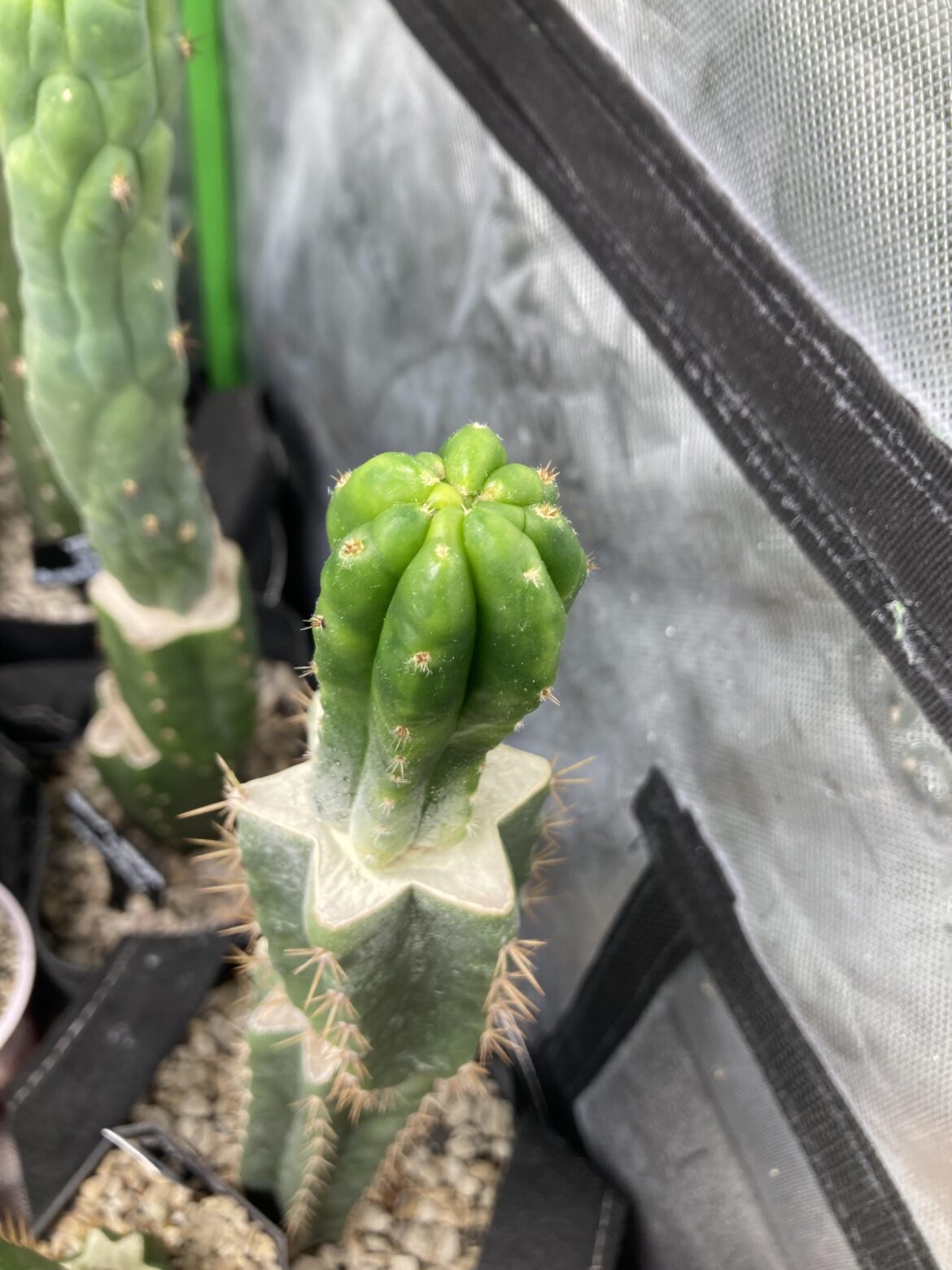 Really feeling like this Sherpa graft is about to go monstrose or crest. I may be wrong but I hope not. 🤞