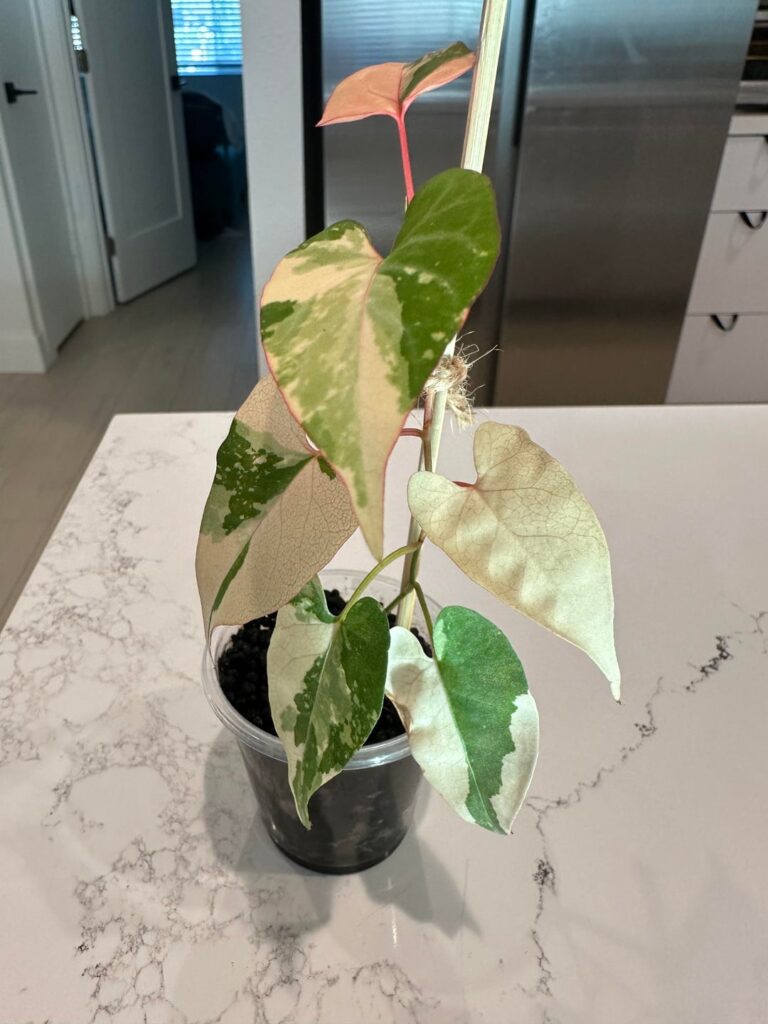 Variegated Fallopia Multiflora help please! Variegated Fallopia Multiflora help please!