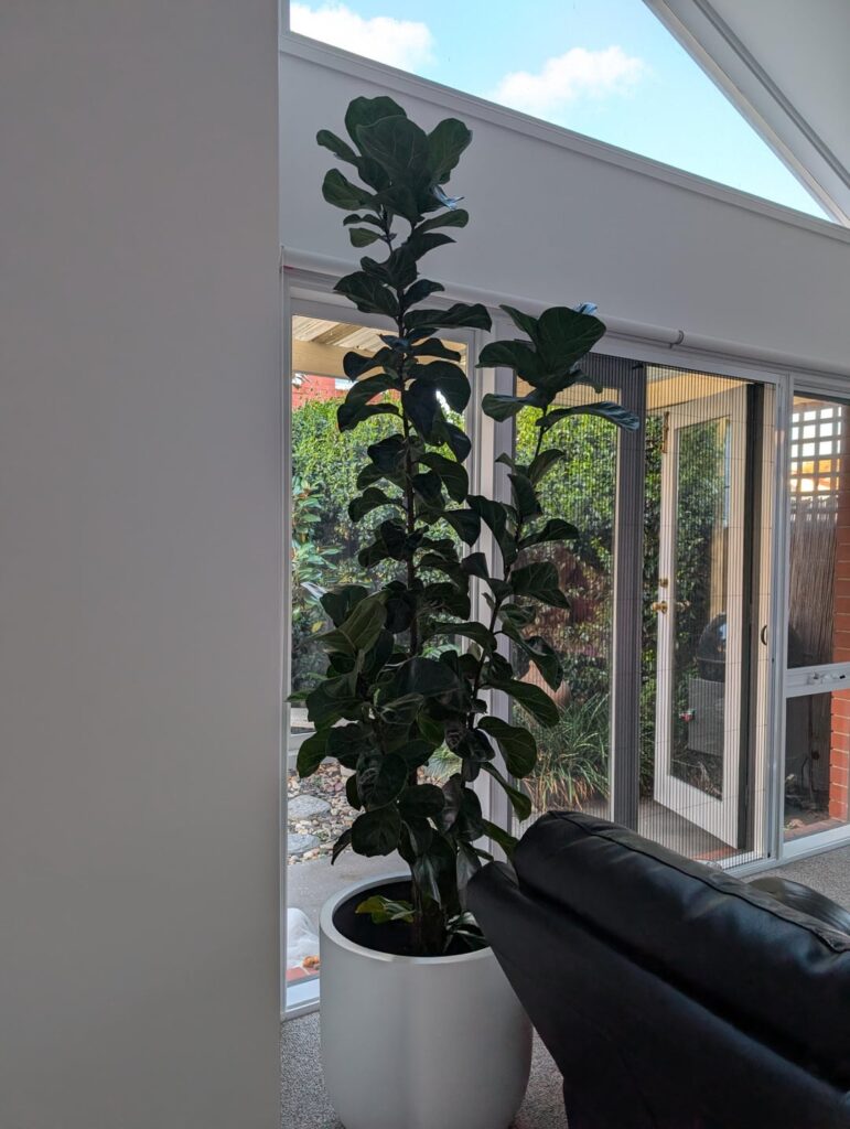 To repot or not? To repot or not?