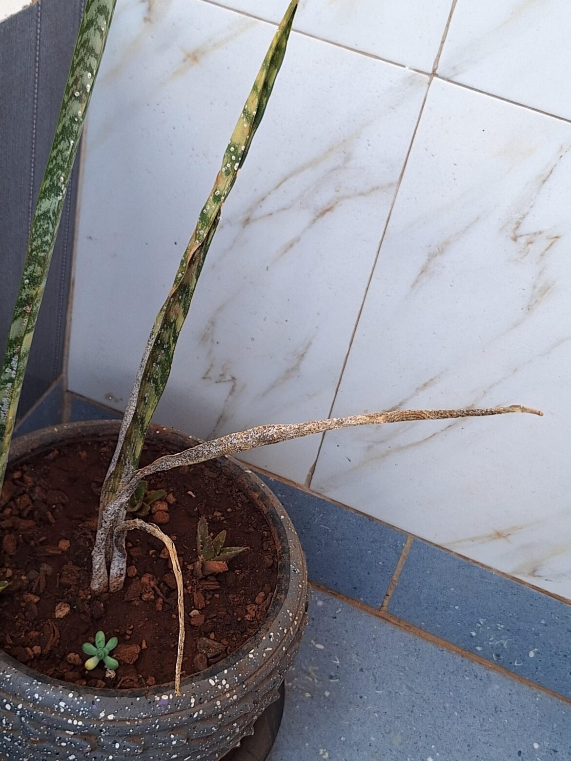 What could be wrong with my snake plant?