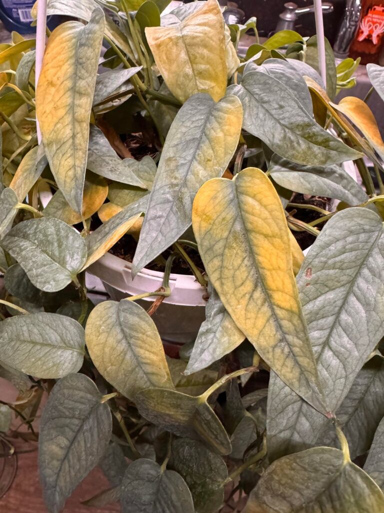 My Cebu Blue has been sad since I brought it inside.