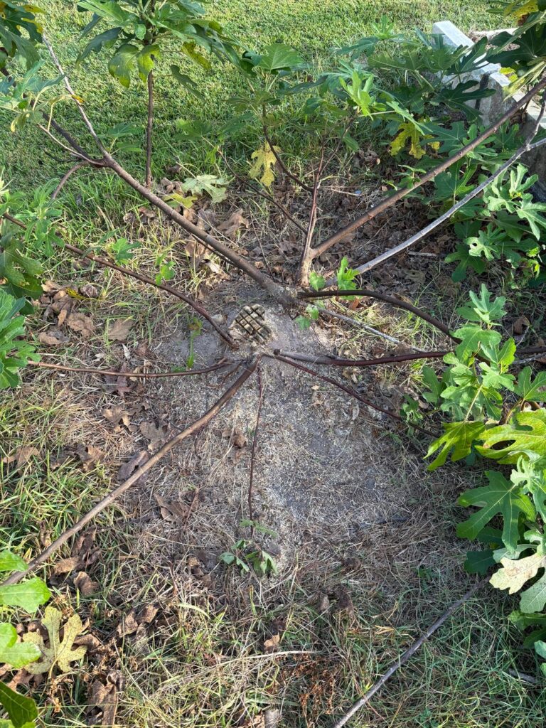 Removed an unwanted tree from the middle of a fig tree, should I prop up the branches?