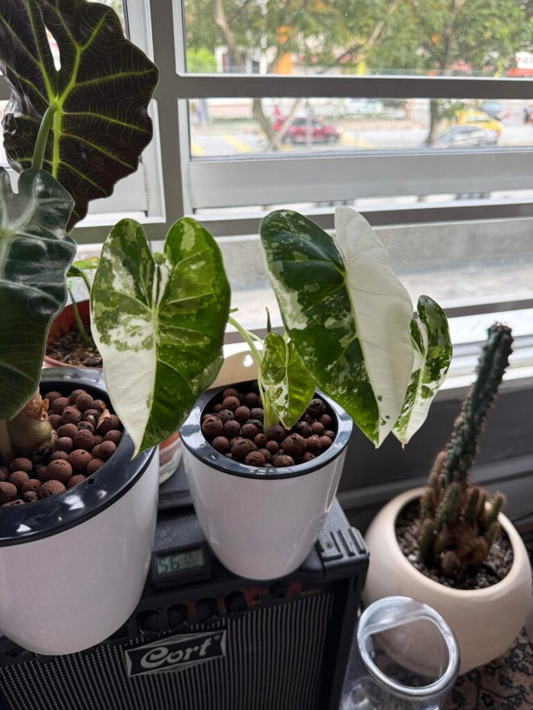 Just put my Frydek into a self watering leca setup, wish me luck! Just put my Frydek into a self watering leca setup, wish me luck!