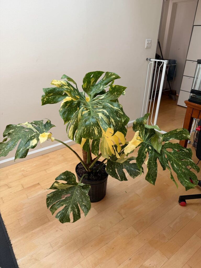 Calling all Thai Constellation Experts…